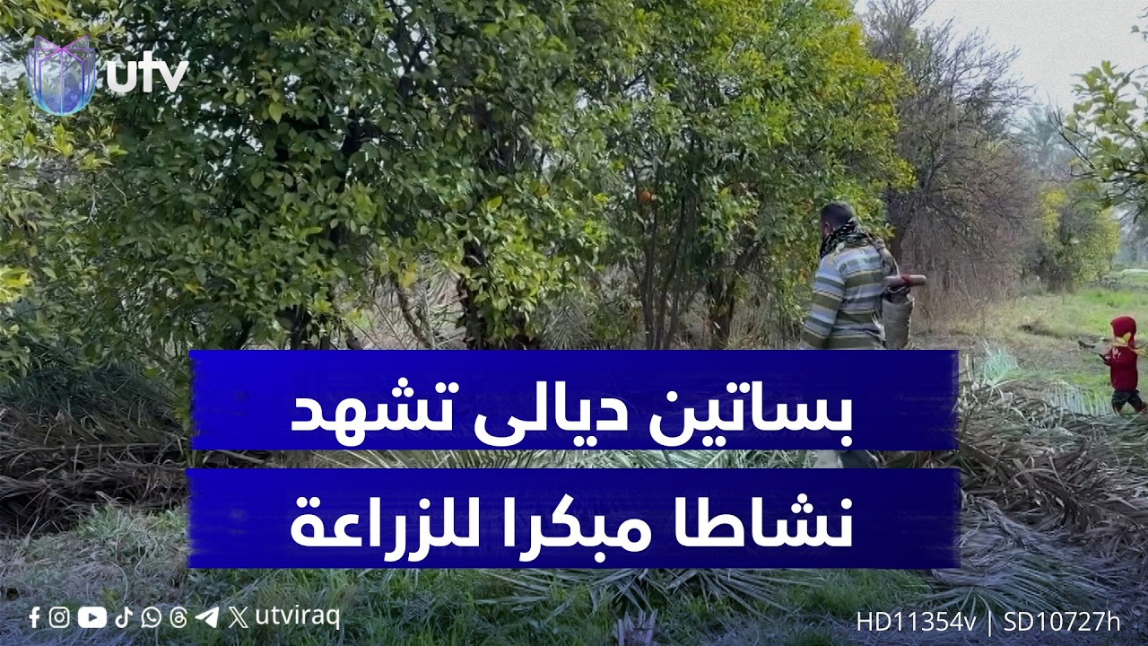 إيذانا بموسم جديد.. بساتين ديالى تشهد نشاطا مبكرا لزراعة النخيل والفواكه والحمضيات