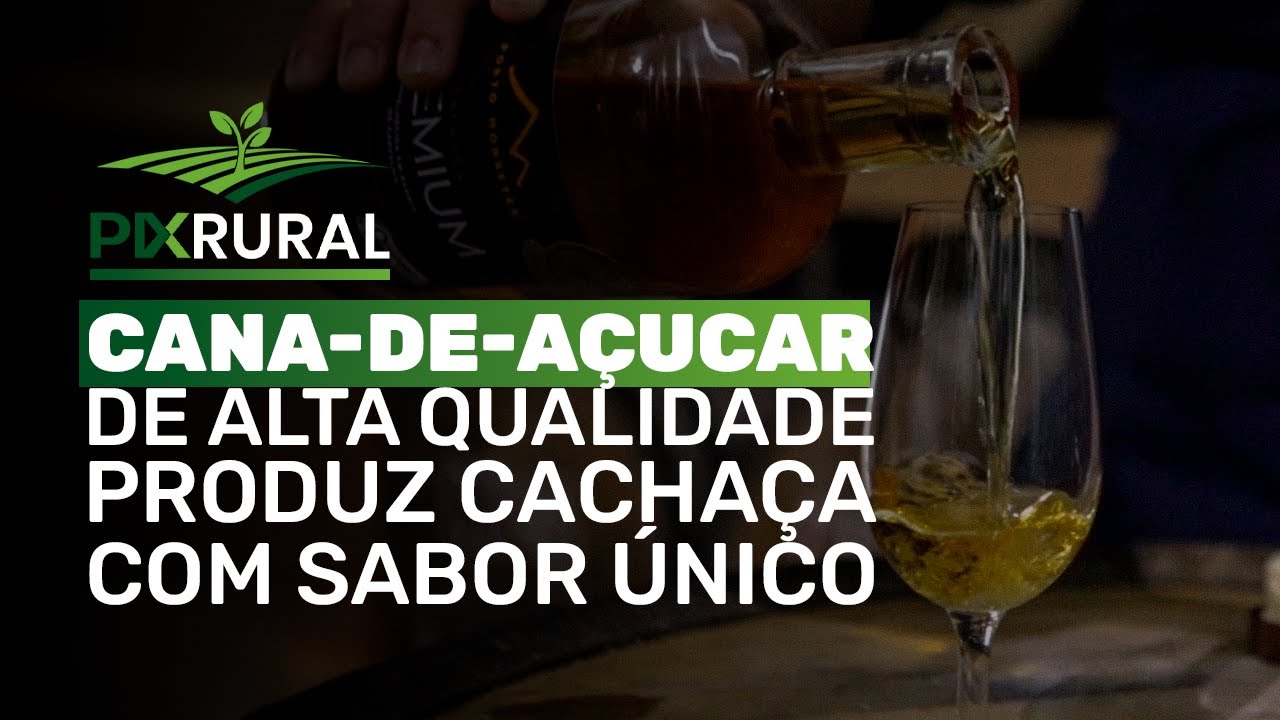 CANA-DE-AÇUCAR de alta qualidade produz CACHAÇA NOBRE