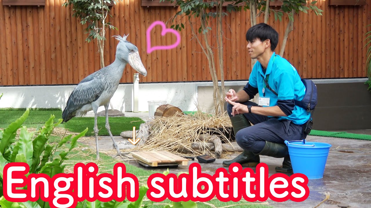 Shoebill's meal time with her  favorite caretaker ☆full version 【Shoebill FUTABA in 2019 】Encore