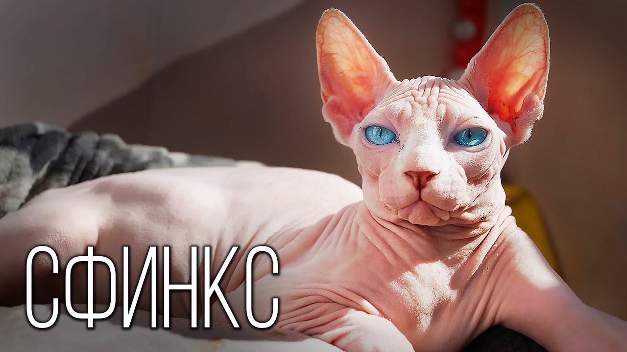Сфинкс: Кошка-Друг | Интересные факты про породу кошек сфинкс