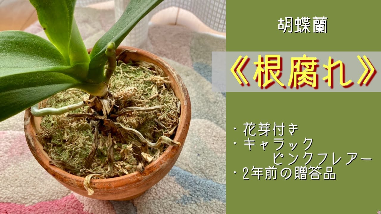 2025年3月5日　胡蝶蘭【根腐れ】　お預かり株を花茎が出たのでお返しした株🪴　根腐れ→水苔を外す→根が全滅⤵︎　花茎を残してあるが…　木更津のラン達《キャラック ピンクフレアー》
