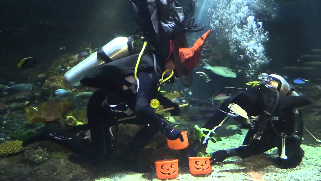 Halloween at Sea Life Mooloolaba
