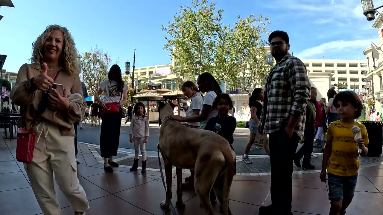 Cash 2.0 Great Dane at The Grove and Farmers Market in Los Angeles 103