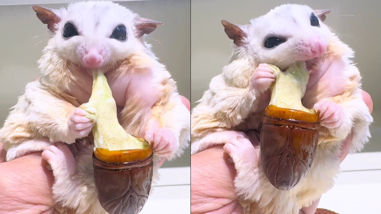 Cheesy silkworm pupae, chubby girl's first treat today... 