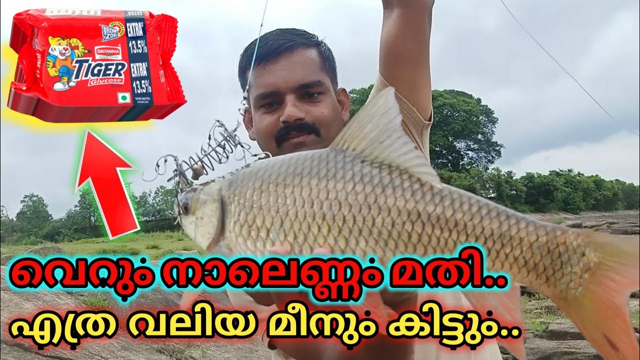 Carp Fishing Biscuit Bait  | ബിസ്ക്കറ്റ് ഇട്ടു പിടിച്ച മീനിനെ കണ്ടോ കിടിലൻ രോഹു