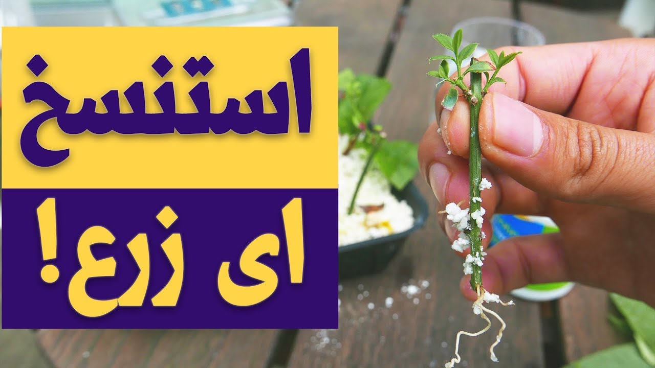 Grow cuttings from any plant Easily (ENG SUBS) - من اى فرع زرعة بتحبها اعمل زرعة و اتنين و ببلاش