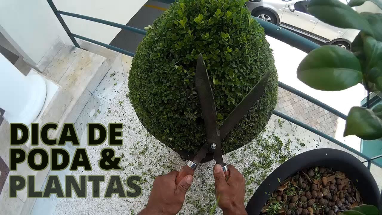 Serviço de jardinagem dica de poda e plantas