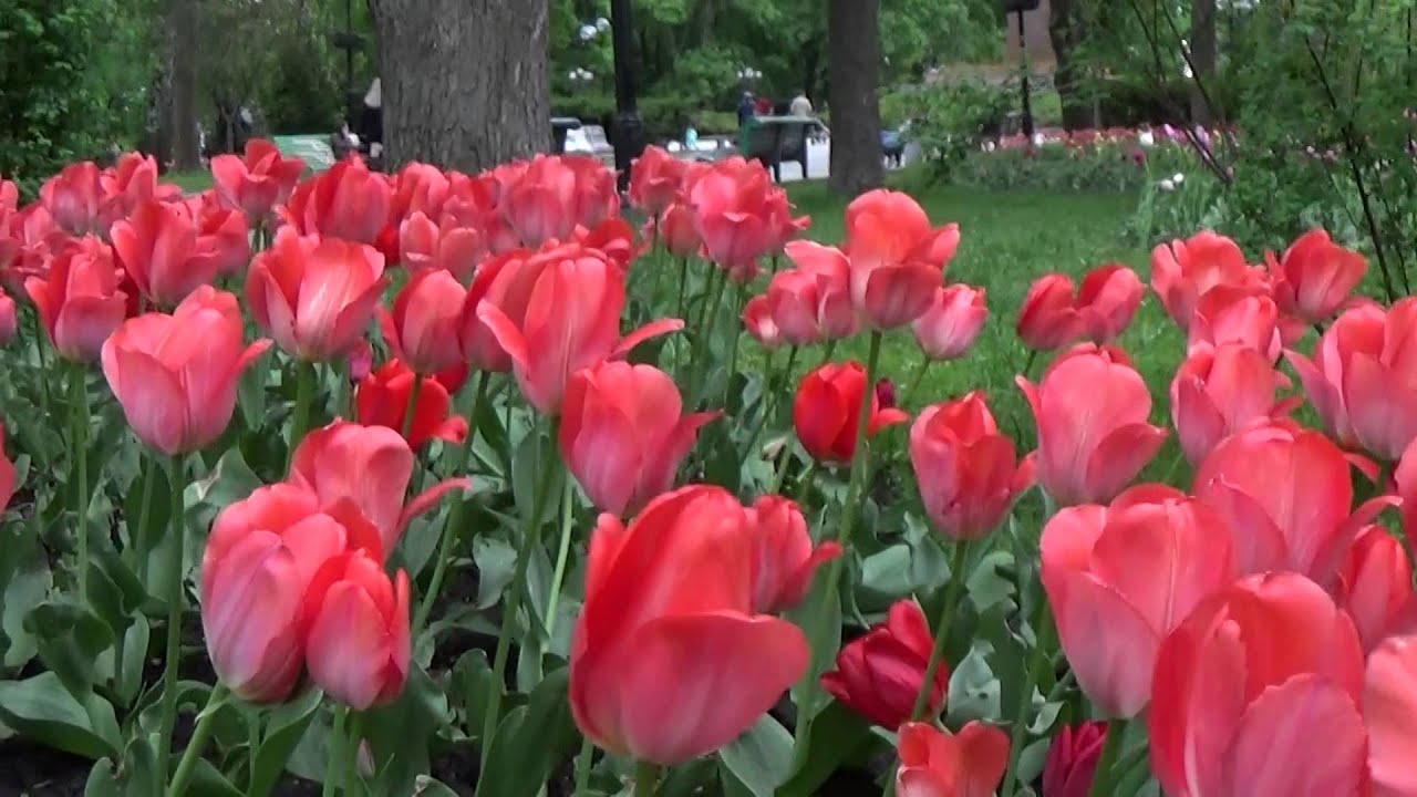 Welcome to Ukraine: Парк Тараса Шевченко, День Памяти и Примирения, Киев  Украины