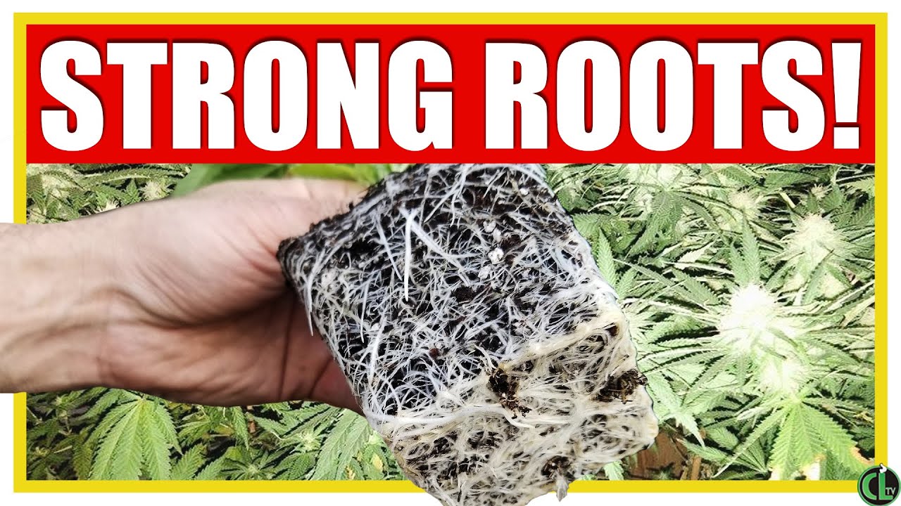 5 Tips to Grow STRONG, HEALTHY ROOTS