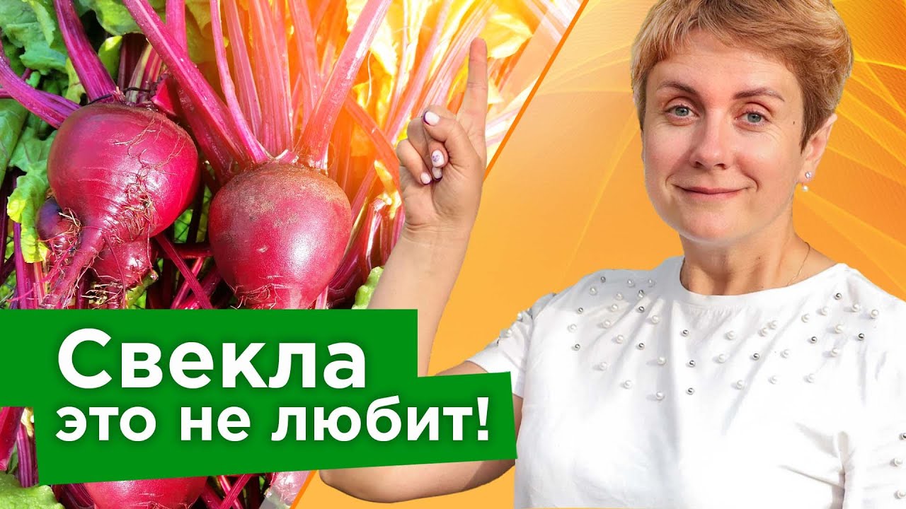 СВЕКЛА ЭТОГО НЕ ПРОСТИТ! Биолог рассказала, из-за каких 5 ошибок в уходе свекла плохо растет