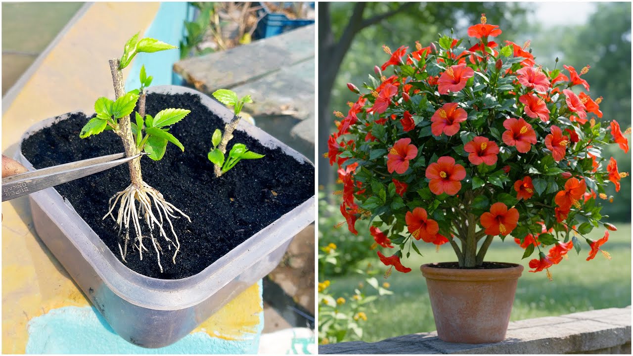 Stem to plant | How to grow hibiscus plant at home | Tips & tricks in this video