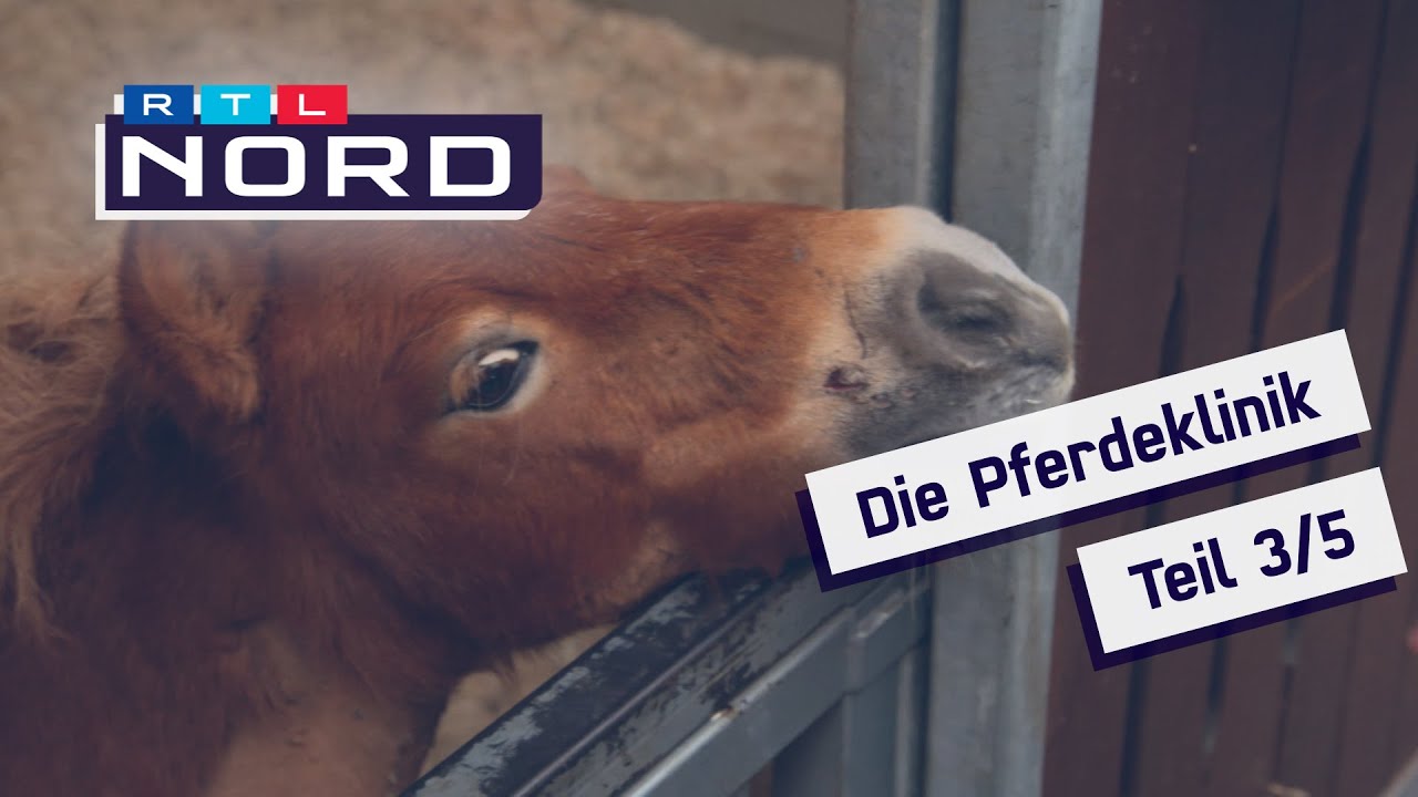 Die Pferdeklinik Teil 3: Hundeangriff und Bauch OP