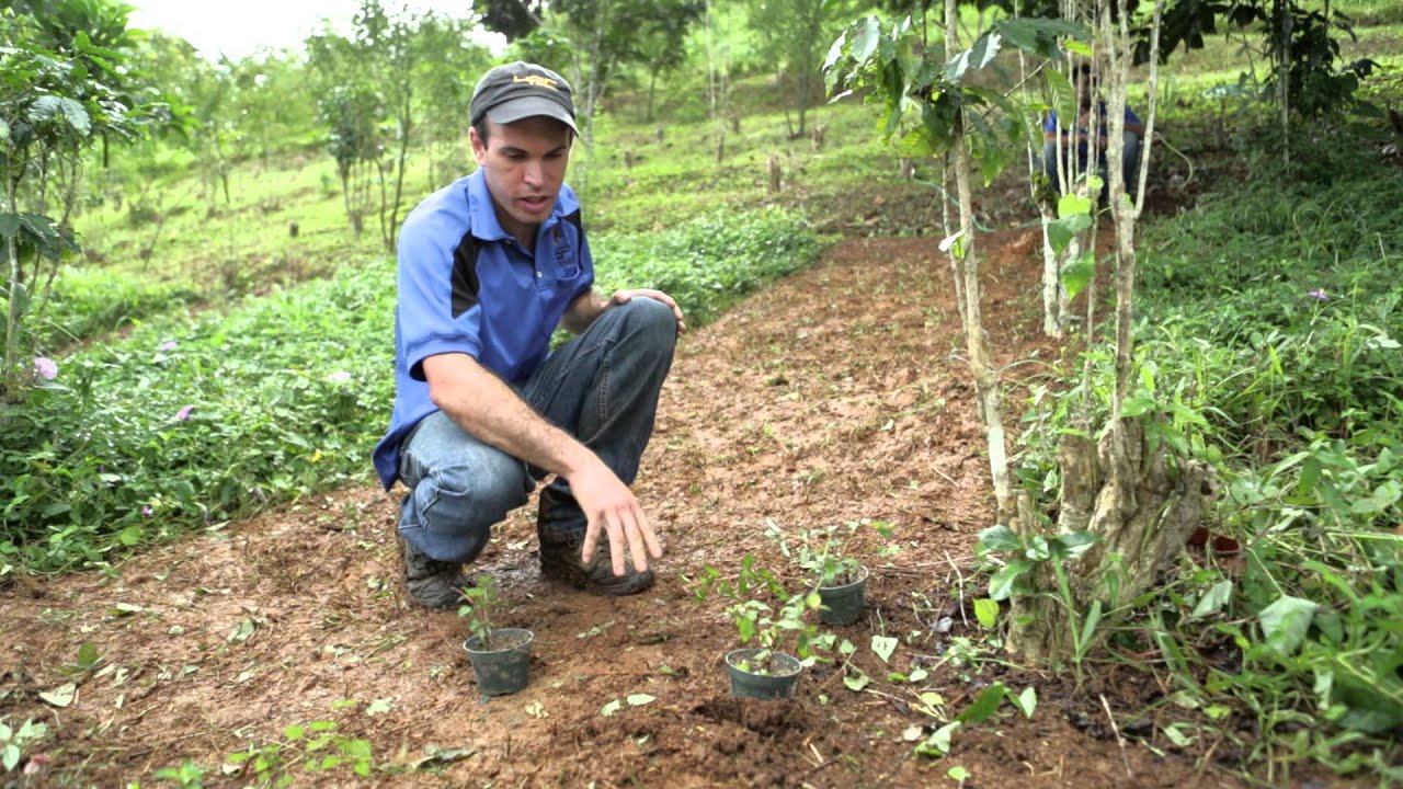 Manejo de Malezas en el Cafetal Orgánico: UPR-Utua