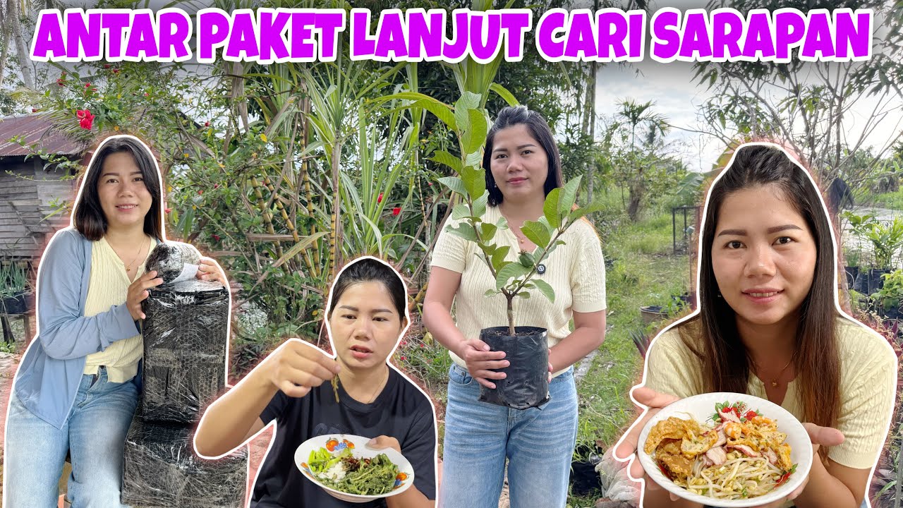 TANAM JAMBU KRISTAL HASIL PASANG PUCUK SENDIRI, DAN MAMA MERTUA MASAK HASIL PANEN DI KEBUN