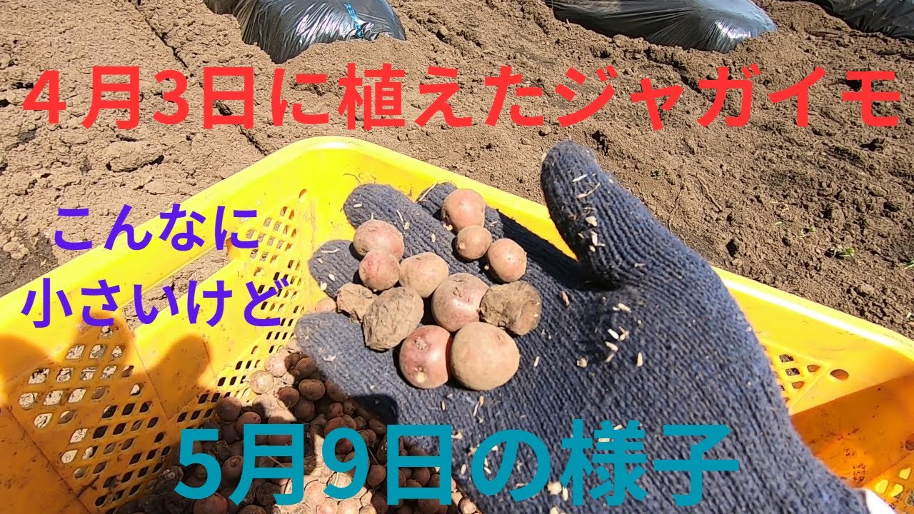 とても小さいジャガイモを植えてみた２３０４０３～２３０５０９