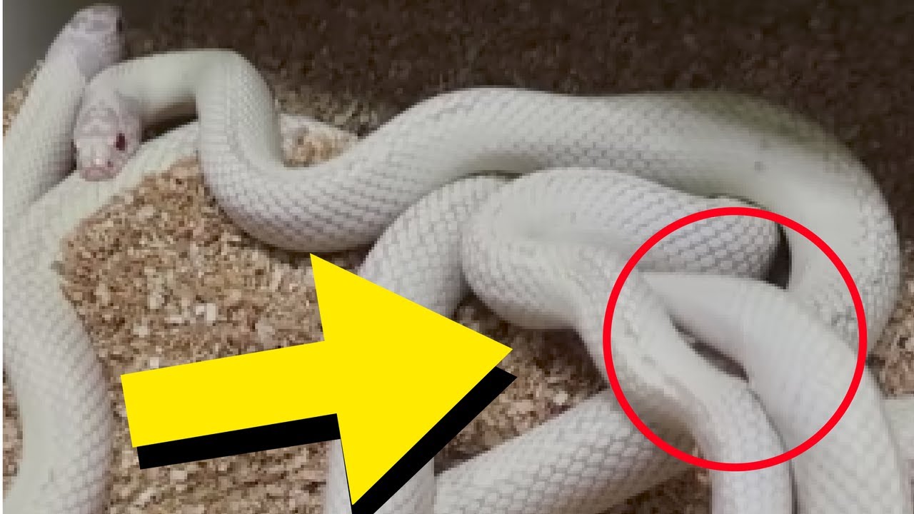 KING SNAKES BREEDING/ HUNDREDS OF SNAKE EGGS! | BRIAN BARCZYK