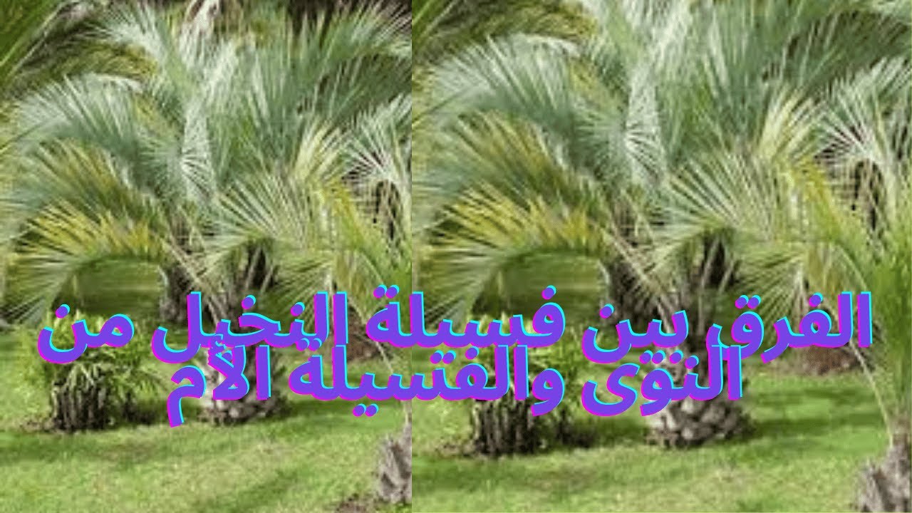 لمزراعى النخيل.. روشتة لعملية فسيلة التخيل من النوى او الام.. تعر ف عليها
