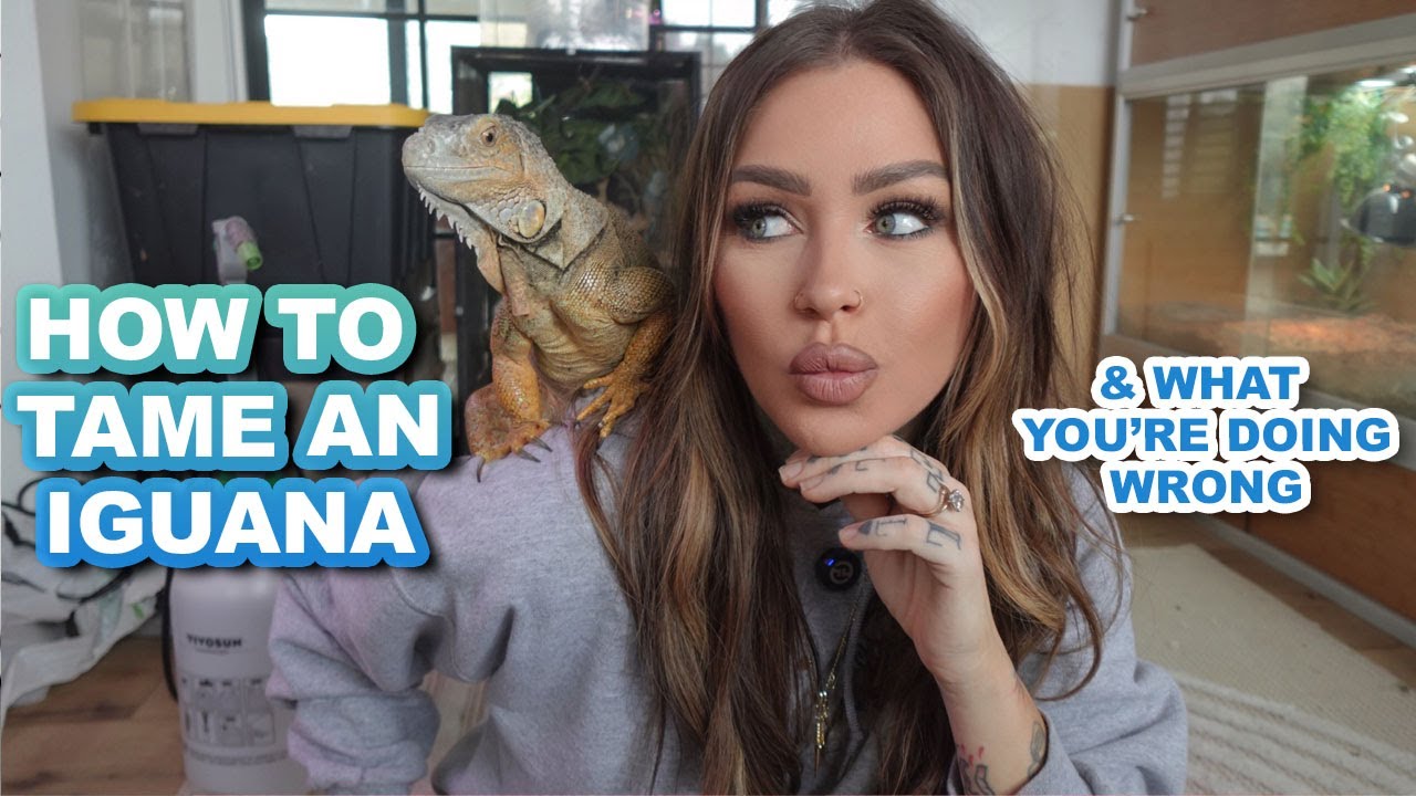 HOW TO Tame An Iguana | KristenLeannimal
