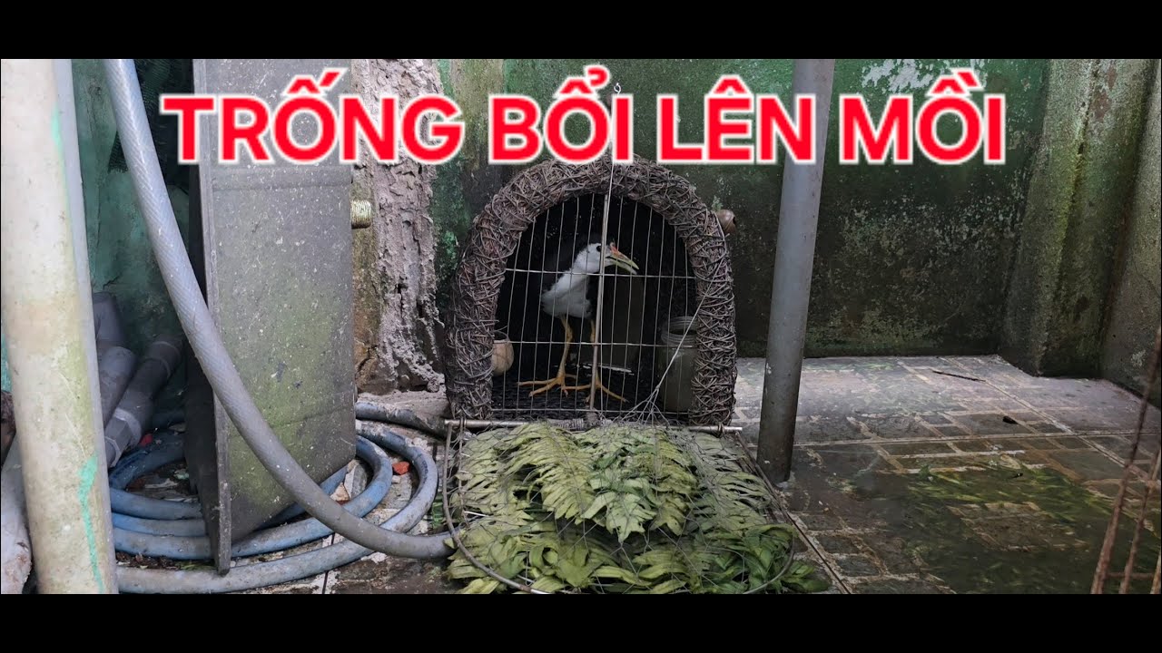 Quốc Trống Bổi Lên Mồi. #Kimmaosuvuong #quocmoi