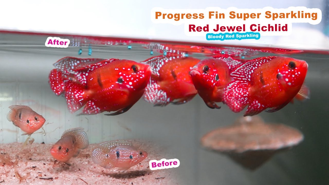 WOW, PERMATA AIR! Cantiknya Red Jewel Cichlid ku! Progress Warna Berbuah Hasil