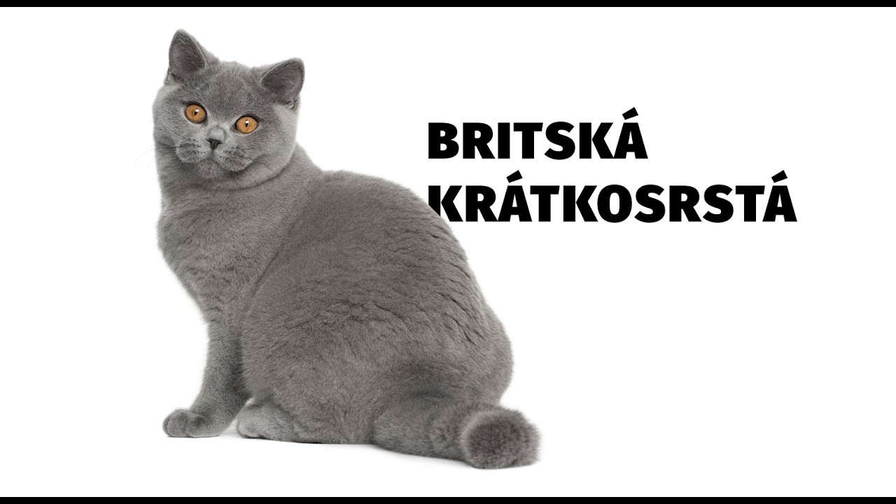 Britská krátkosrstá kočka - Atlas plemen - Tlapka TV