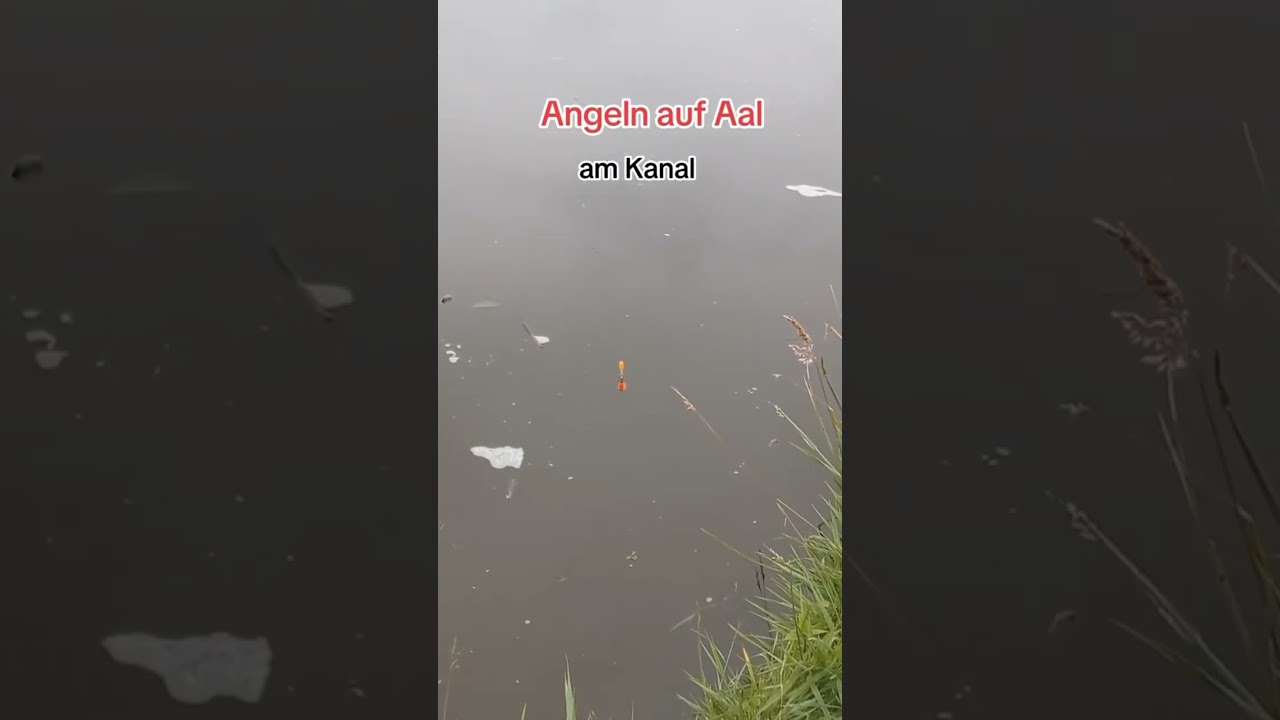 Angeln auf Aal am Kanal in Ostfriesland mit Pose und Tauwurm
