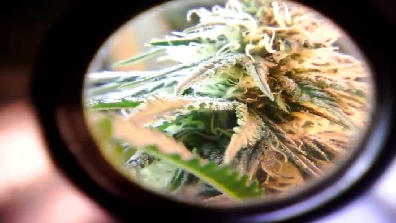 Medical marijuana induction grow light close-up