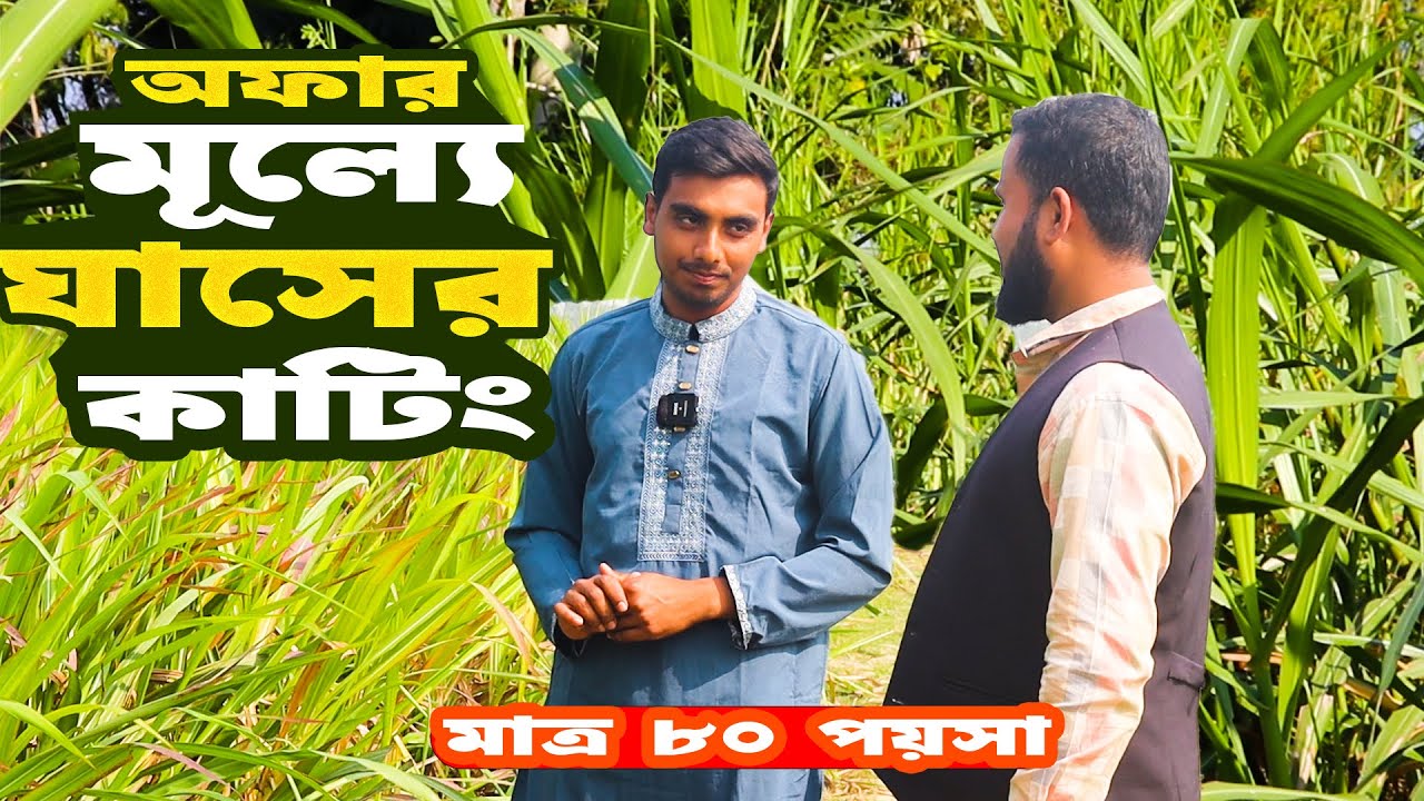 দুর্যোগকালীন সময়ে গবাদিপশুকে খাওয়াবেন কী? অফার মূল্যে ঘাসের কাটিং | Smart Napier Grass Cultivation