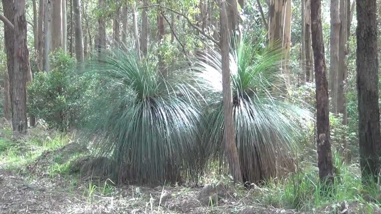 Large Grass Trees, Watagans National Park, NSW