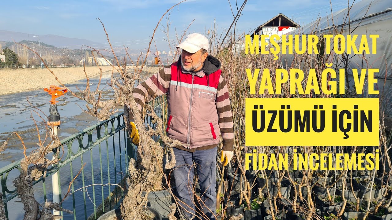 MEŞHUR TOKAT YAPRAĞI VE ÜZÜMÜ FİDAN İNCELEMESİ  