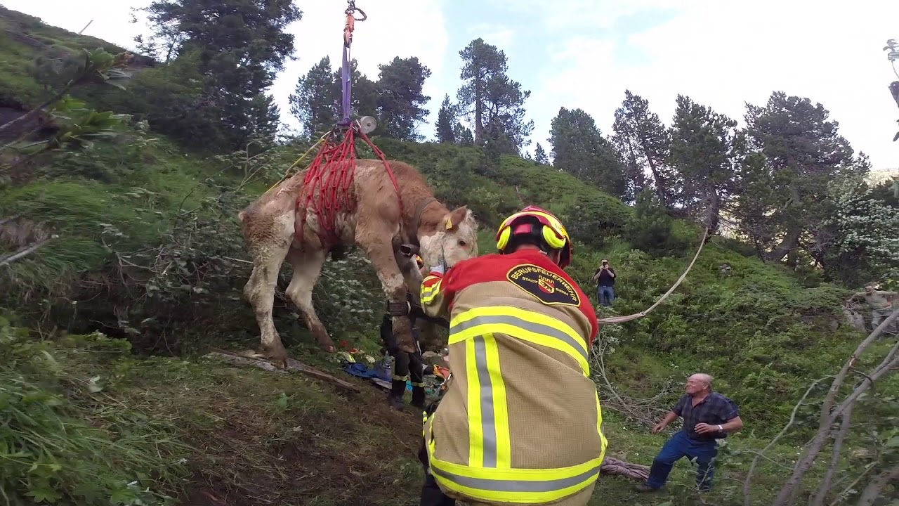Spektakuläre Tierrettung auf dem Hohgant - Rind aus Höhle mit Helikopter gerettet