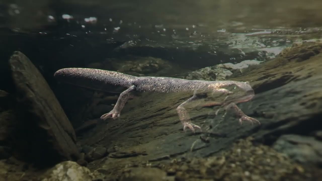 Vídeo en 3D del tritón del Montseny