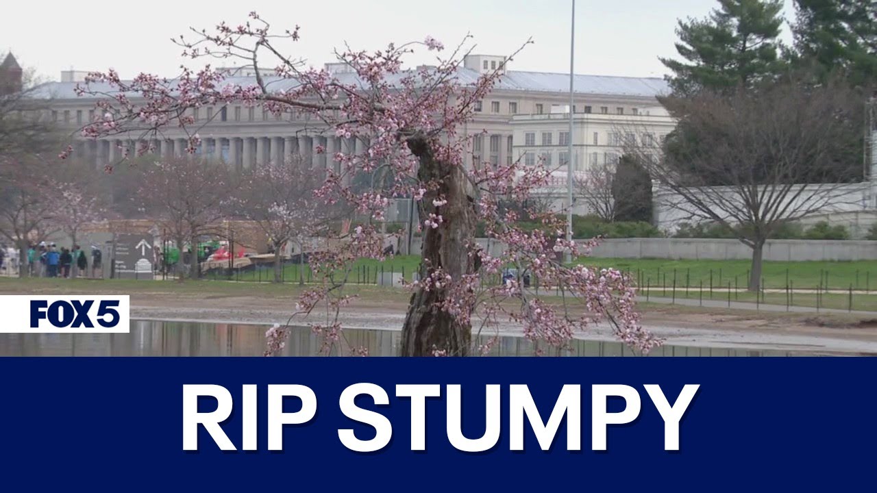 RIP Stumpy: DC's favorite cherry blossom tree to be cut down
