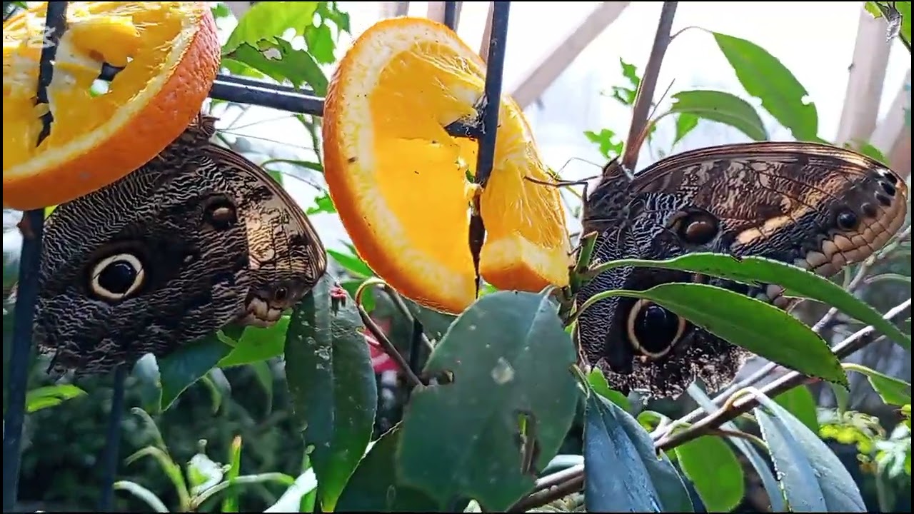 Schmetterlingsgarten Rumänien& neues INTRO!!