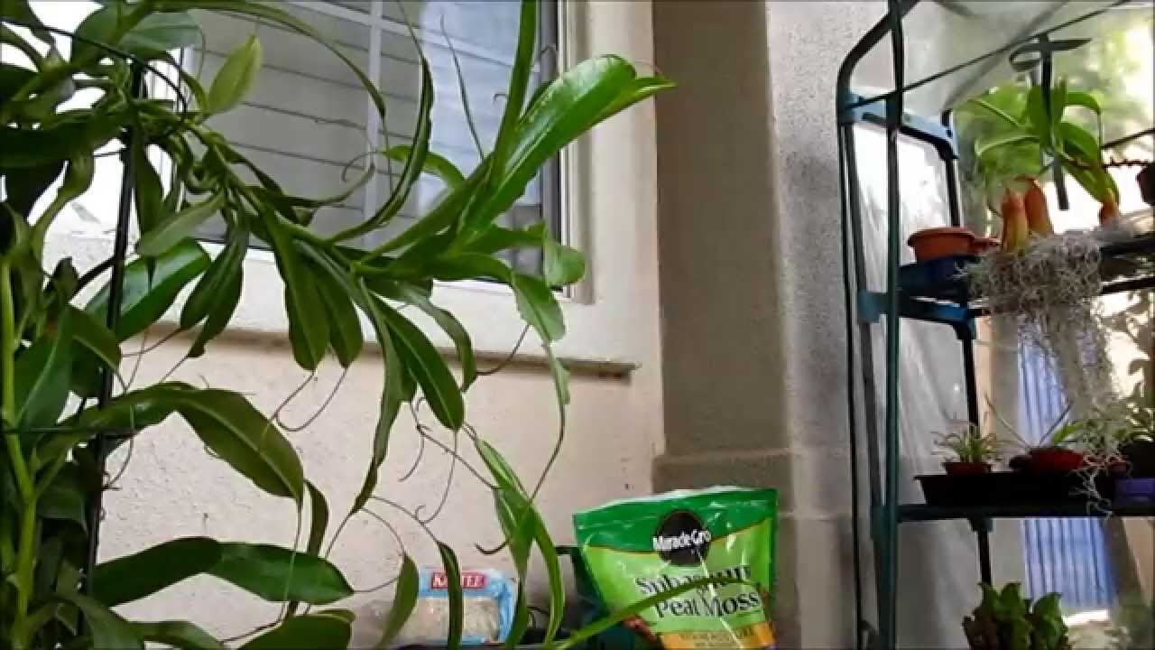 DPlant's Greenhouse  - Nepenthes Stem Cutting