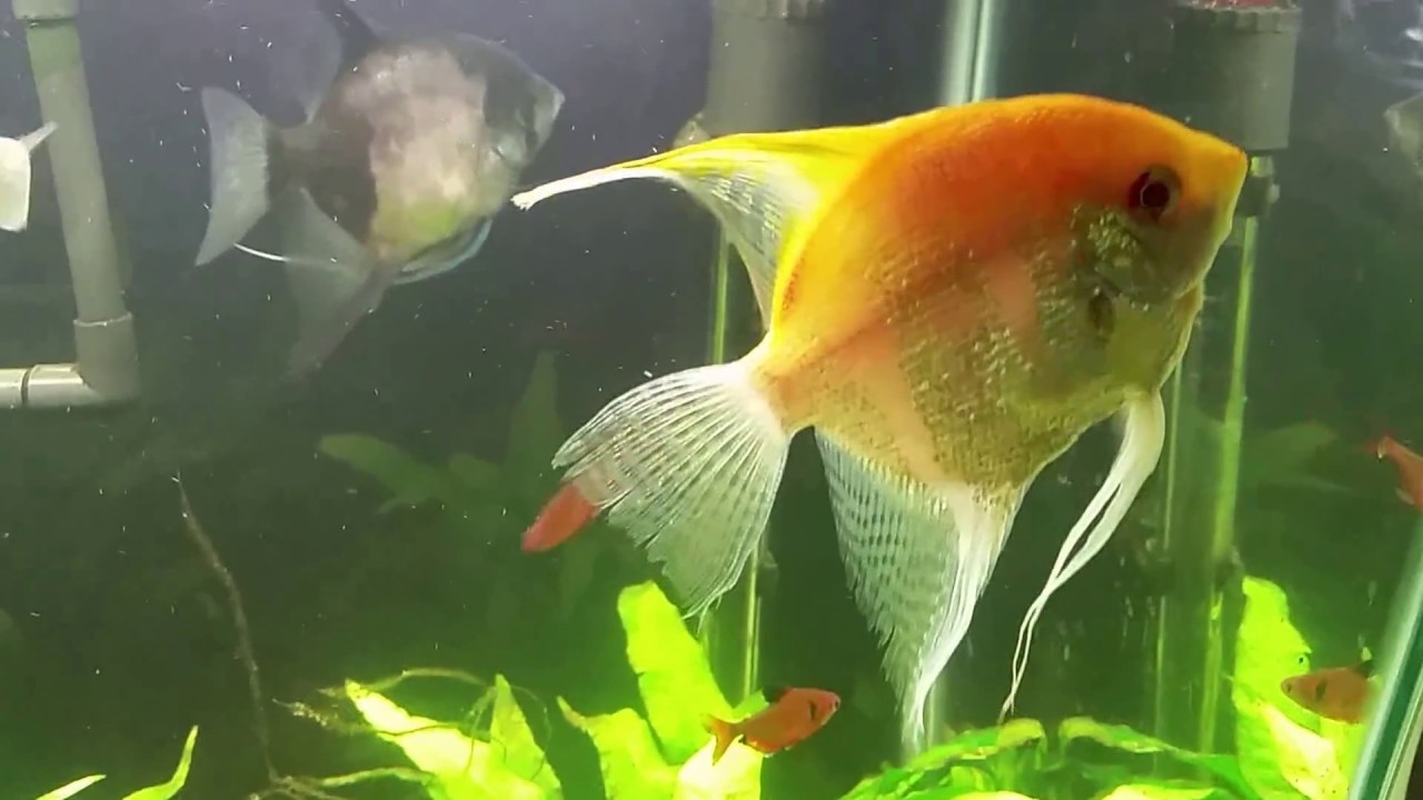 Treating My Angelfish With H2O2, Using a Cotton Swab (Hydrogen Peroxide)