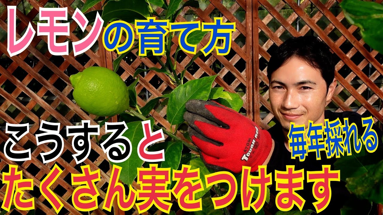 【レモン】毎年安定して実をつける剪定と植え替えを実践で解説します！【園芸】【ガーデニング】【造園】