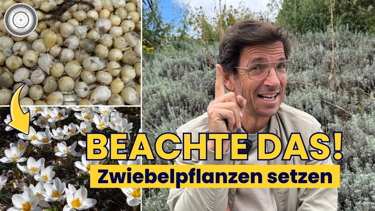 ENDLICH!!!🐝 Zwiebelpflanzen setzen Fünf kaum bekannte Fakten und TIPPS