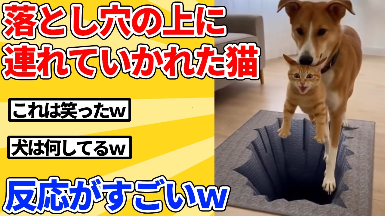 【2ch動物スレ】犬に落とし穴に落とされると思って焦りまくる猫ｗｗｗｗｗ