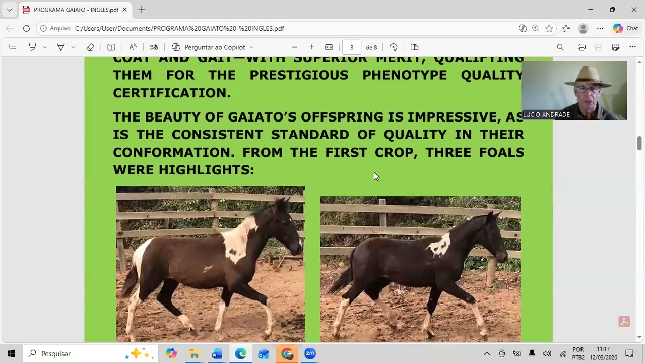 Program Gaiato Berro D'Agua - Tobiano Stallion Talent in the Mangalarga Marchador Breed