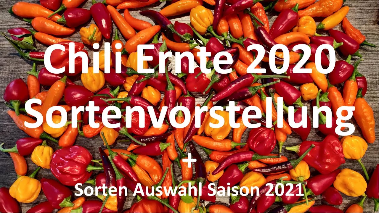 Chili Ernte 2020 mit Sortenvorstellung und Ausblick 2021