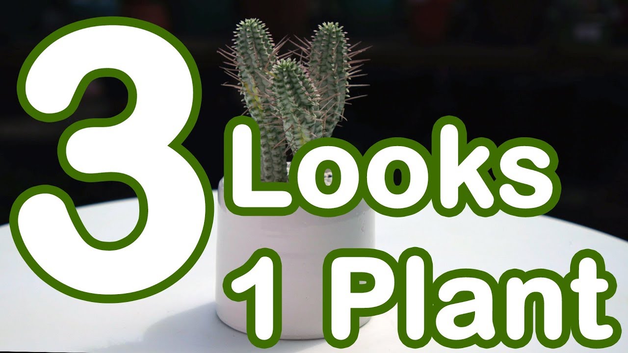 Using One Plant  To Create Three Different Design Styles!