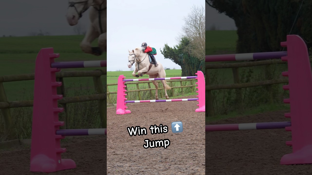 Jumping ace 1.45m #horse #showjumping #horselover #horseriding #horseriding #equestrian #pony