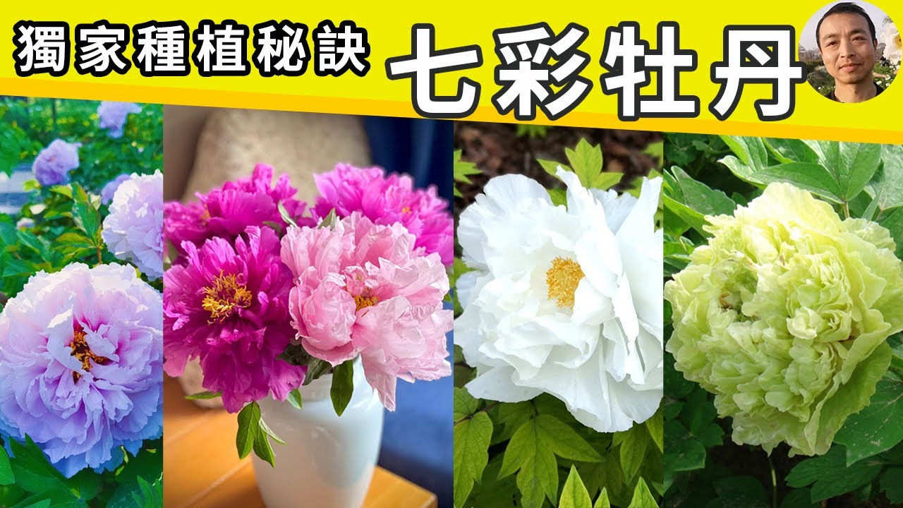 绿色牡丹你见过吗？全网最多品种，带你一次性看遍所有牡丹芍药！家庭花园必备，建议收藏！#园艺 #牡丹 #peonies #peonies in pots【手艺人飞羽】