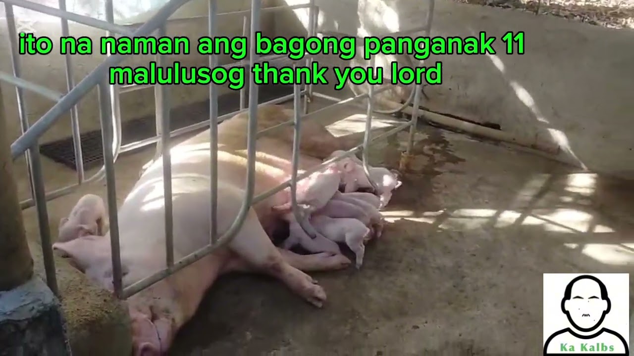 Ka gaganda ng mga biik nakakatuwang panourin