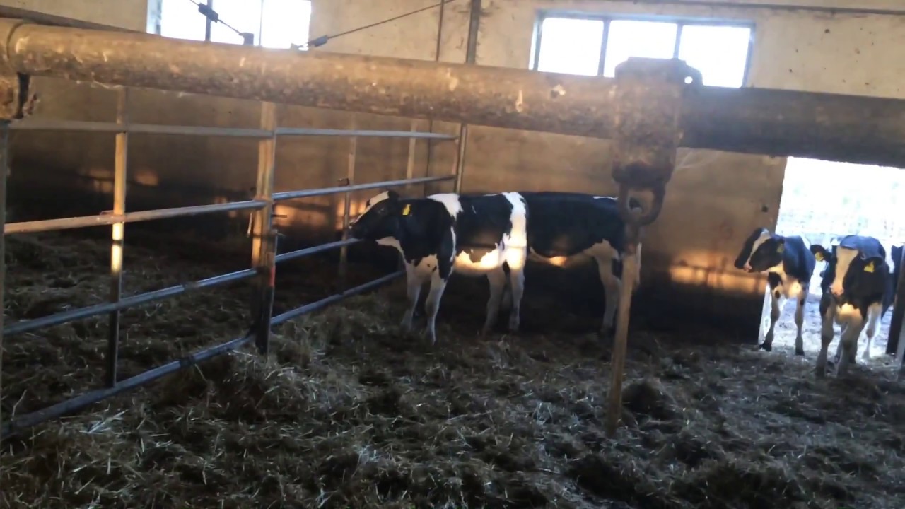 Le Mucche fanno muuuu...