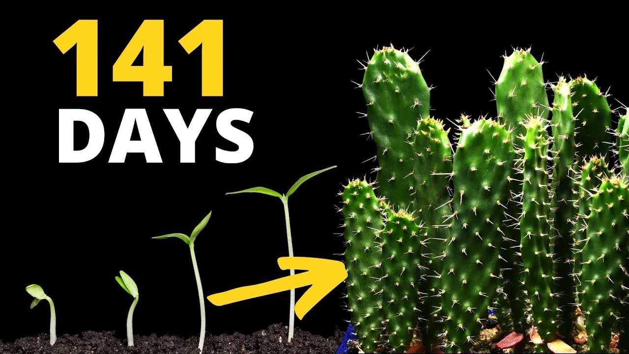 From Tiny Seed to Prickly Giant – 133-Day Cactus Time Lapse!