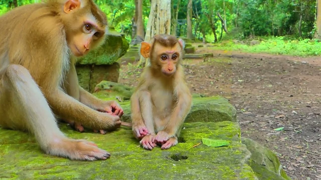 🐒❤️Olivia adopts a little abandoned baby to be her daughter and tries to protect & Take care of her