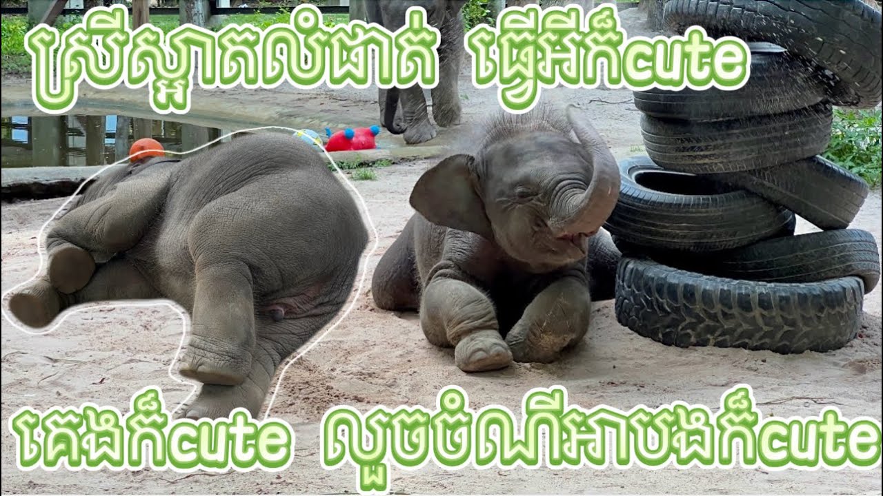 ស្រីស្អាតលំផាត់ធ្វើអីក៏cuteគេងក៏cuteលួចចំណីអាបងក៏cute, The baby elephant is also cute when it sleeps