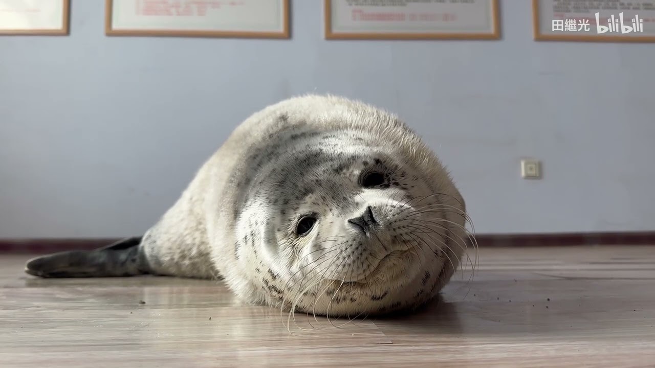 Baby spotted seal arriving in shelter, 2024 Panjin, Liaoning, China